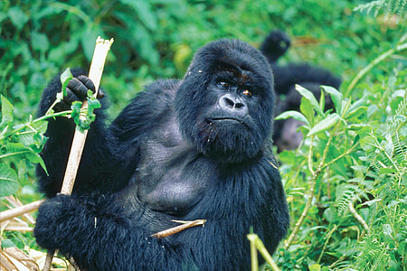 primate holding rod thumbnail