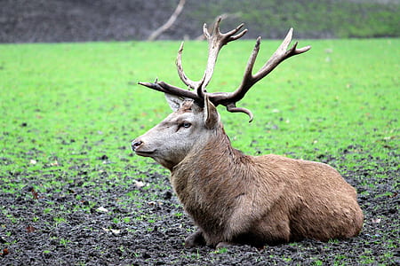 reindeer sitting on ground thumbnail