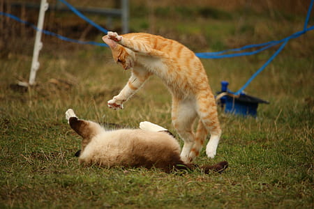 Siamese and orange tabby cats playing on green grass thumbnail