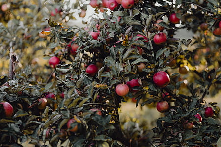 Red apples on a tree in the garden thumbnail