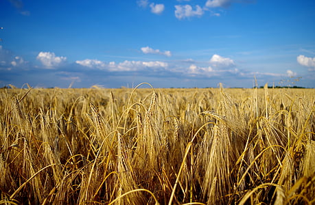 field, wheat, summer, landscape, grain, great plains thumbnail