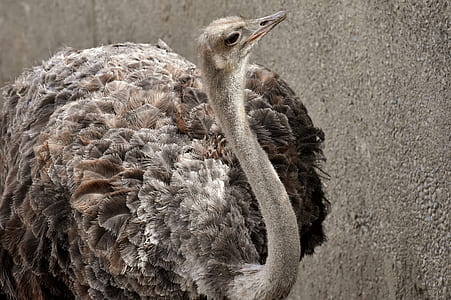 ostrich facing the wall thumbnail