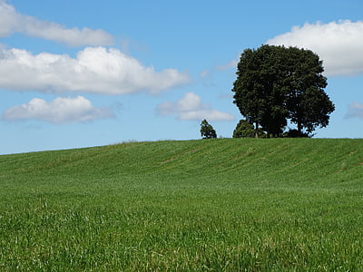 green grass fields with trees thumbnail
