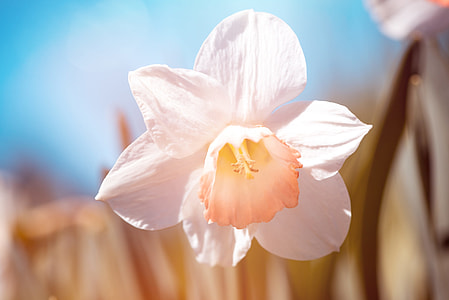 shallow focus photography of white flower thumbnail