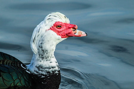 black and white duck on body of water thumbnail