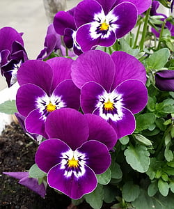 closeup photo of purple petaled flowers thumbnail