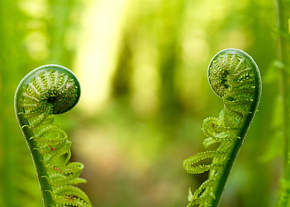 micro photography of green plant thumbnail