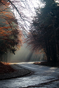 empty curved road surrounded with trees during day thumbnail