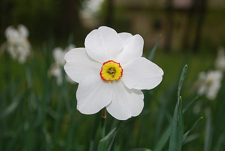 close-up photography of white petaled flowers thumbnail