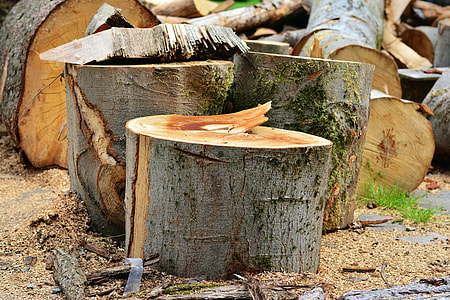three gray logs on ground thumbnail