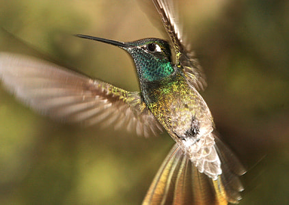 green and beige hummingbird in selective focus photography thumbnail