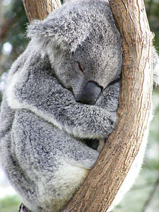 gray koala sleeping on tree thumbnail