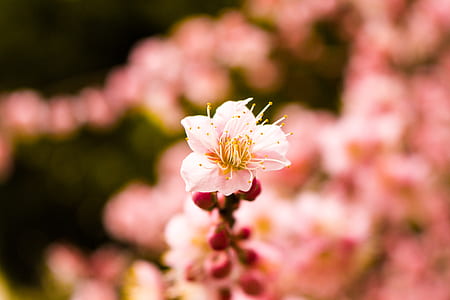 focus photography of pink petaled flower thumbnail