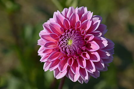 selective focus photography of pink dahlia flower thumbnail