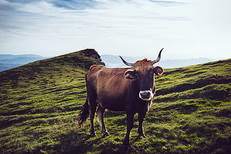 brown buffalo on green mountain thumbnail