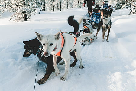 Tied Dogs on Snow Field thumbnail