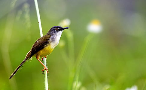 bird standing on stem thumbnail