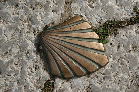 brass-colored clamp shell emblem on gray surface thumbnail