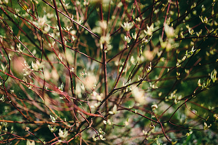 Closeup view of nature thumbnail