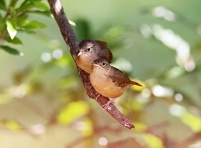 two brown birds on tree branch during daytime thumbnail