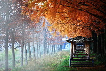 photo of brown wooden stalls under orange leafed trees thumbnail