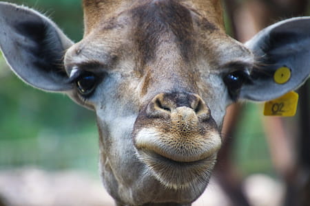 Closeup Photo of Giraffe's Face thumbnail