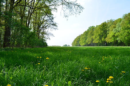 green grass field surrounded trees thumbnail