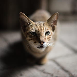 shallow focus photography of brown tabby cat thumbnail