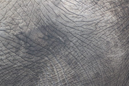 texture, grey, elefant, skin, black space thumbnail