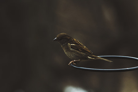 closeup photo of brown sparrow bird thumbnail