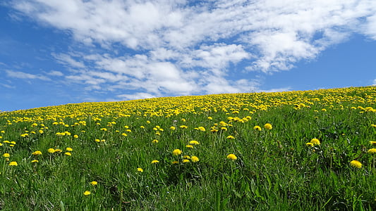 yellow dandelion flower field on hill at daytime thumbnail