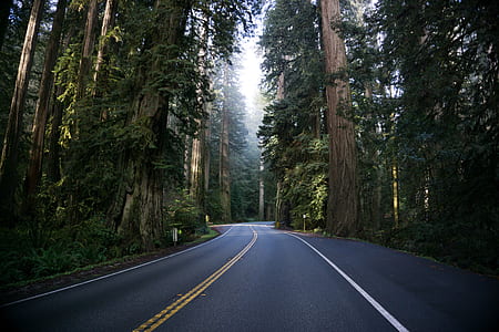 empty asphalt road with trees nearby thumbnail