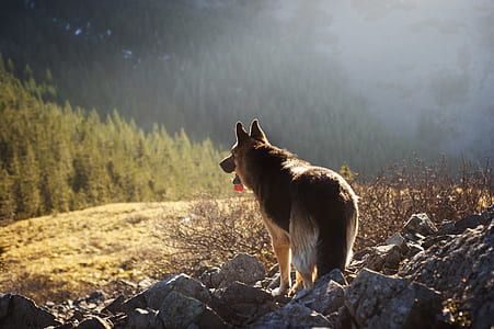 shallow focus photography of adult brown and black German shepherd thumbnail