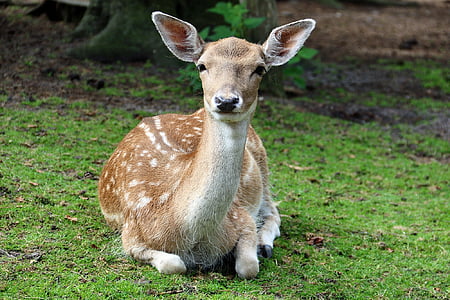 close-up photo of brown deer thumbnail