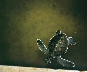 turtle on body of water thumbnail