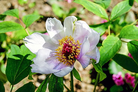 closeup photography o white anemone thumbnail