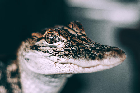 Baby Alligator Closeup macro thumbnail