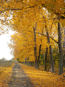 yellow leaf trees thumbnail