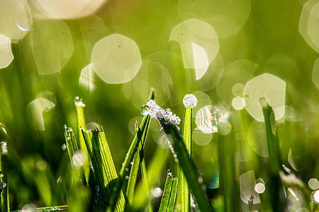 water dew on grass leaf tip in selective focus photography thumbnail