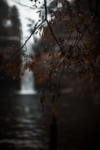 shallow focus photography of brown tree thumbnail
