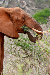 elephant eating grass thumbnail