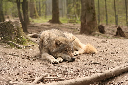 fawn wolf laying beside tree trunk thumbnail