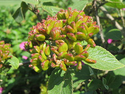 Viburnum Lantana, Wayfarer thumbnail
