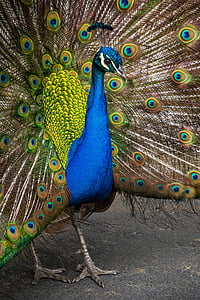 blue peacock thumbnail