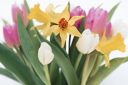 photo of white, pink, and yellow petaled flowers in bloom thumbnail