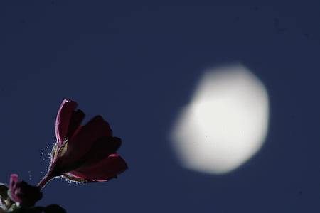 red flower selective-focus photography with moon on background thumbnail