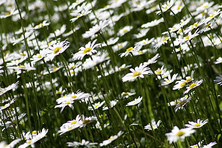 bed of white daisy flowers thumbnail
