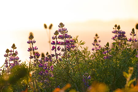 shallow focus photography of purple flowers thumbnail