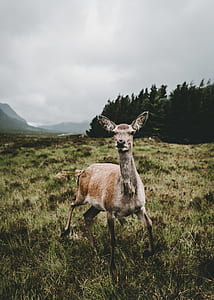 brown deer standing on green grass near green trees under gray clouds during daytime thumbnail