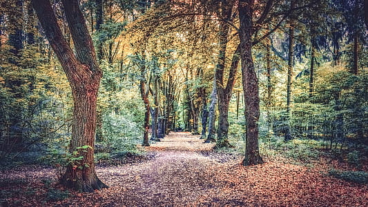 man's eye view of forest thumbnail